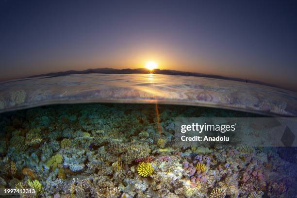Split level view of the corals as Tahsin Ceylan, underwater image director and documentary producer, recorded the underwater beauty of the Red Sea,...