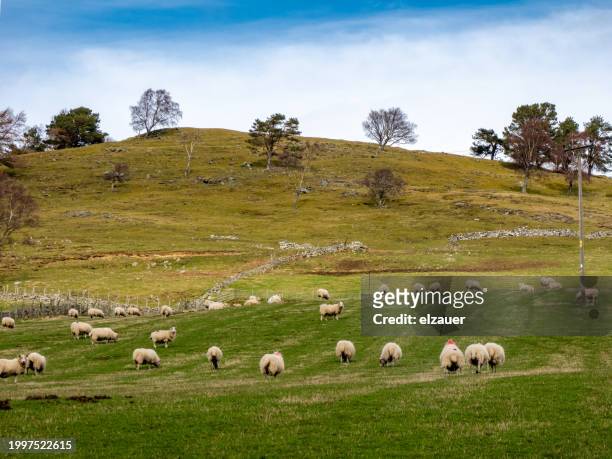 sheep - isle of skye - flock of sheep stock pictures, royalty-free photos & images