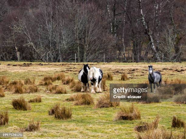 horse standing on grassy field - stallion stock pictures, royalty-free photos & images