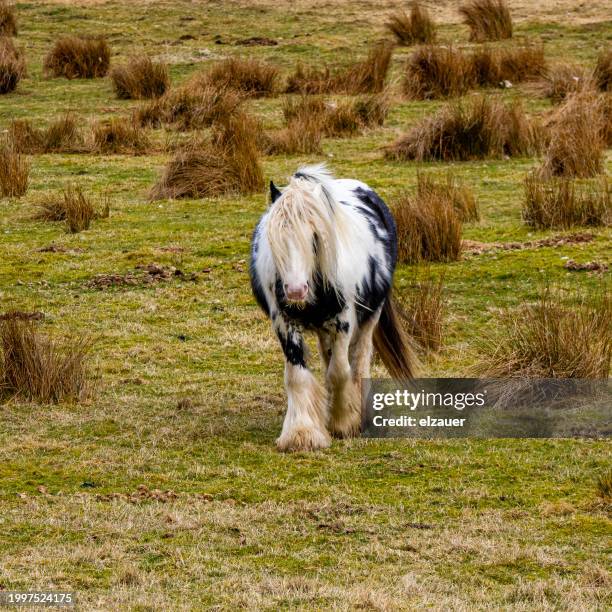 horse standing on grassy field - stallion stock pictures, royalty-free photos & images