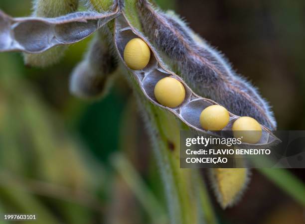 brazil soybeans - sojabohne stock-fotos und bilder