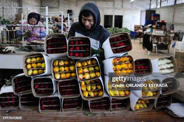 Worker prepares roses ahead of Valentine's Day at the Rosas Maya Kotzij Cooperative in Loma Alta village, San Juan Sacatepequez, Guatemala, on...