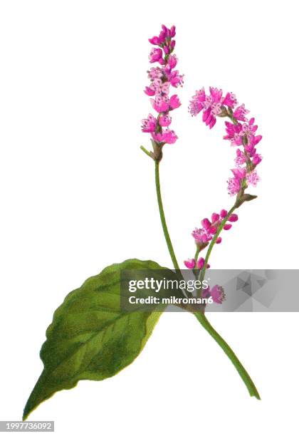 old chromolithograph illustration of botany, kiss-me-over-the-garden-gate or princess-feather (persicaria orientalis) a species of flowering plant in the family polygonaceae - botanist stock pictures, royalty-free photos & images