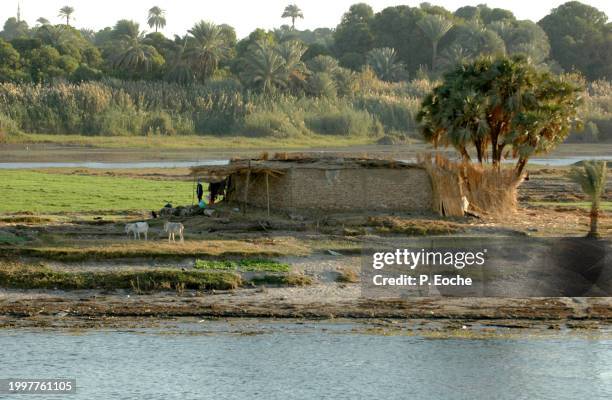 egypt, hut and donkeys, rural life on the banks of the nile - transport nautique stock pictures, royalty-free photos & images