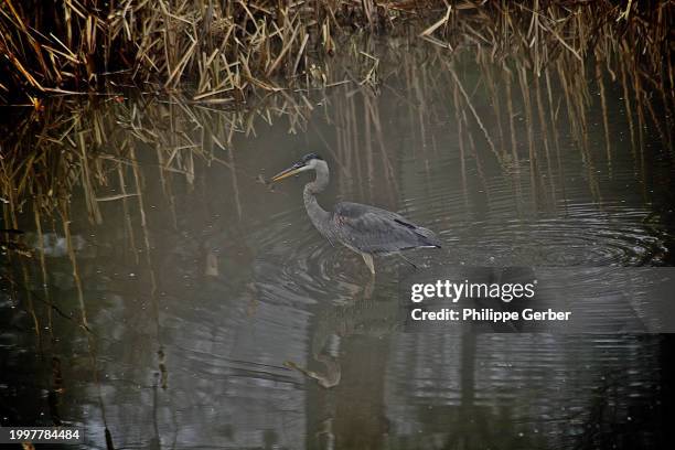 great blue heron - blue heron stock pictures, royalty-free photos & images