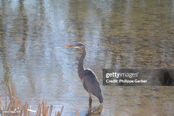 great blue heron - blue heron stock pictures, royalty-free photos & images