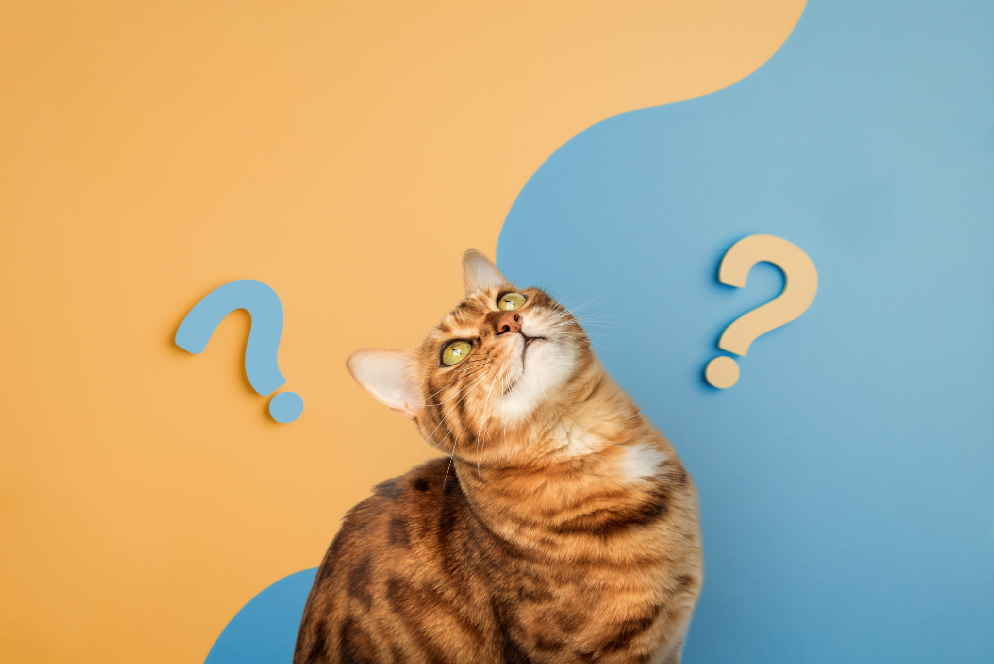Cute curious cat with question marks Cute curious cat with question marks