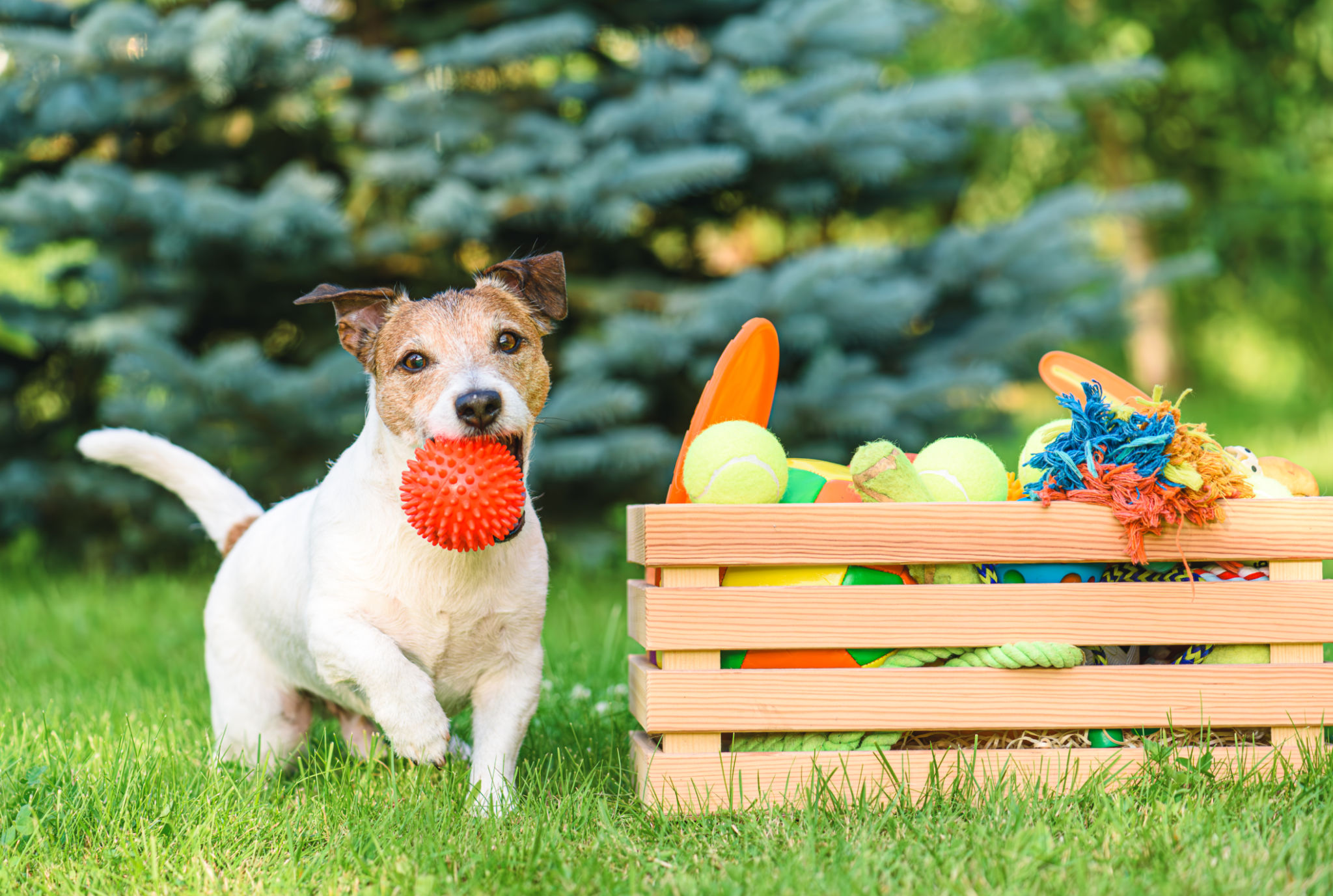 green pet care
