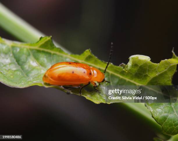 Laahi Insect 2,227 Insect Eating Leaf Stock Photos, High-Res Pictures, and Images ...