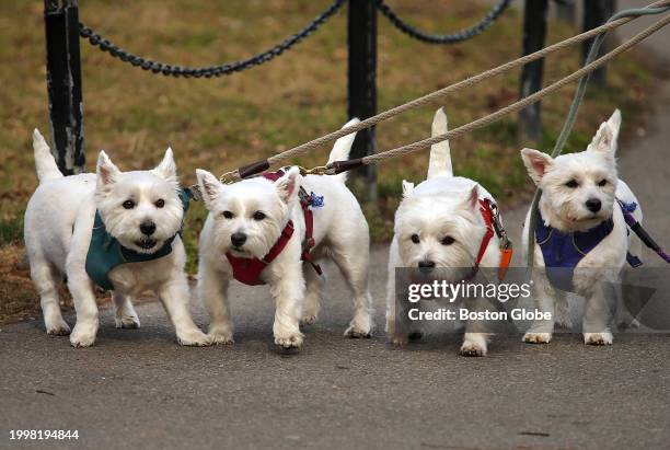 Boston, MA A pack of West Highland White Terriers go for a walk through the Boston Public Garden.