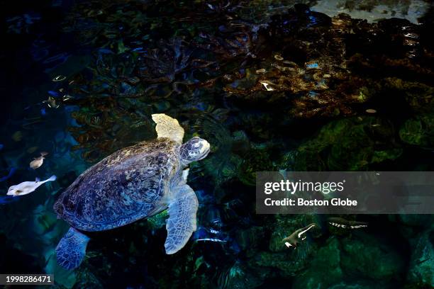 Boston, MA Myrtle, a green sea turtle believed to be around 90 years old, swims in the giant ocean tank. Myrtle has lived at the New England Aquarium...