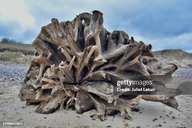 large driftwood root: a natural “sculpture”. - sand sculpture stock pictures, royalty-free photos & images