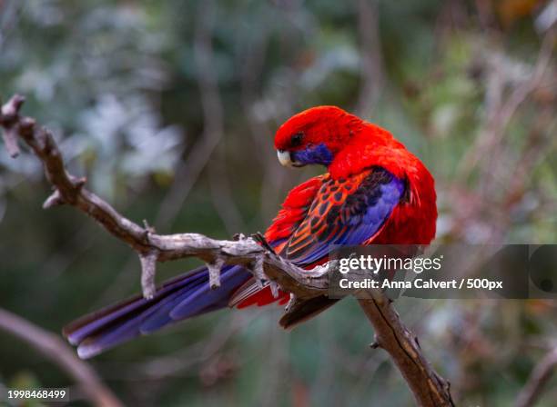 close-up of parrot perching on branch - rosella carmesí fotografías e imágenes de stock