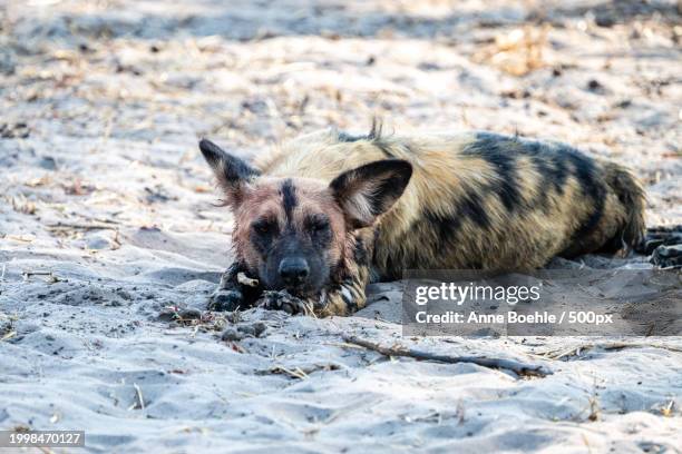 portrait of bear lying on field - afrika afrika stock pictures, royalty-free photos & images