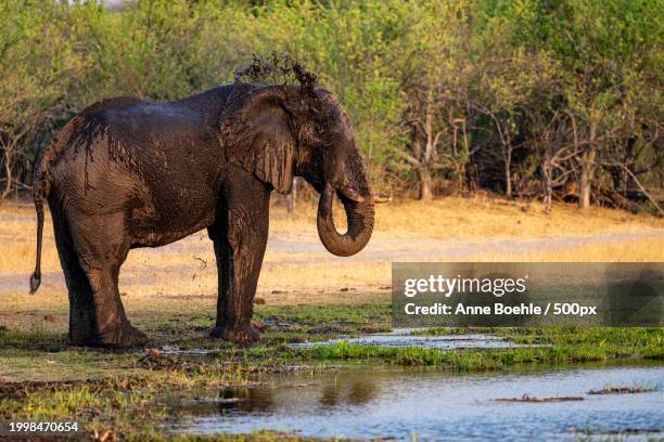 side view of african elephant standing on field - afrika afrika stock pictures, royalty-free photos & images