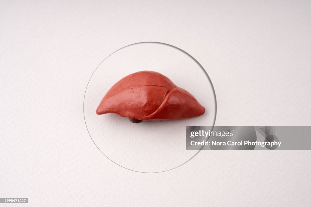 Internal Human Organ Liver Model