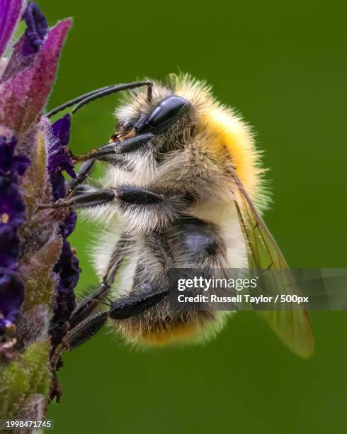 close-up of bee on flower,dublin,ireland - bumblebee stock pictures, royalty-free photos & images