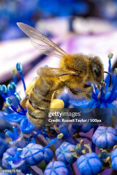 close-up of bee on purple flower,wicklow,ireland - worker bee stock pictures, royalty-free photos & images