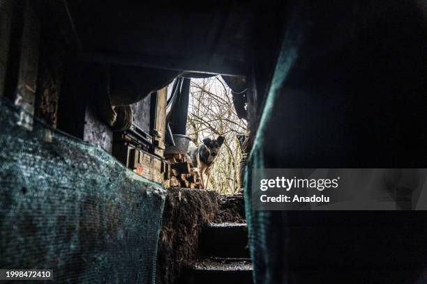 Dog stands at the door of a shelter at the fighting position in the direction of Bakhmut as the war between Russia and Ukraine continues in Donetsk...