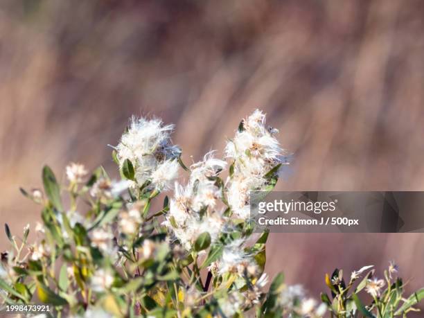 close-up of flowering plant on field,wellfleet,massachusetts,united states,usa - simon hardenne stock pictures, royalty-free photos & images