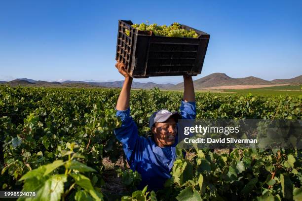 African farm laborers harvest Chardonnay grapes for independent South African winemaker Yvonne Lester on February 5, 2024 near Robertson in the...