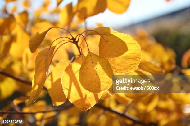 close-up of yellow flowering plant during autumn,pomorskie,poland - pomorskie province stock pictures, royalty-free photos & images