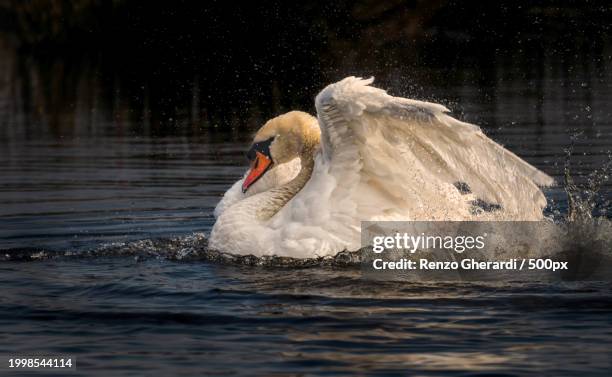 close-up of mute swan swimming in lake - renzo gherardi foto e immagini stock