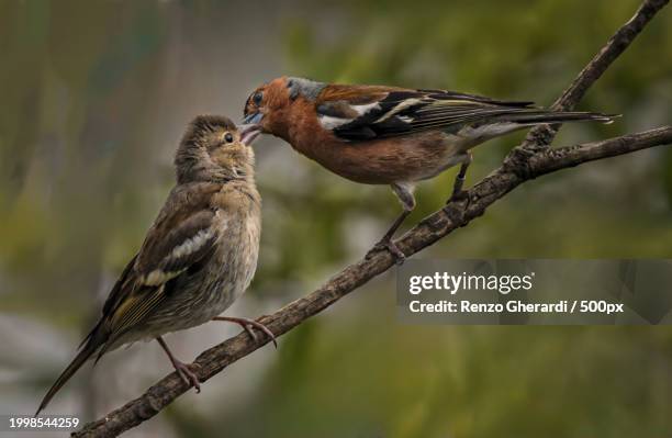 close-up of birds perching on branch - renzo gherardi foto e immagini stock