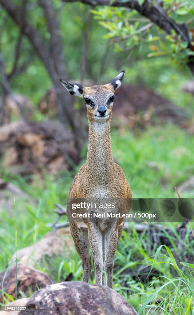 Portrait of deer standing on field,Kruger Park,South Africa