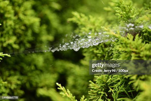 close-up of wet plant leaves - ni stock pictures, royalty-free photos & images