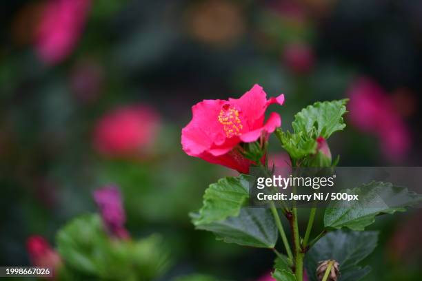 close-up of pink flowering plant - ni stock pictures, royalty-free photos & images