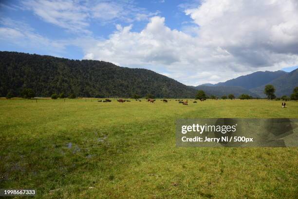 scenic view of field against sky - ni stock pictures, royalty-free photos & images