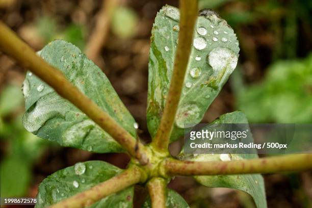 close-up of wet plant - blatt grün ストックフォトと画像