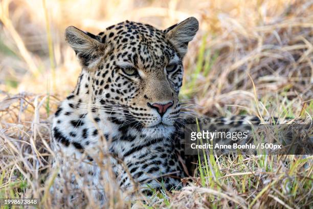 portrait of leopard sitting on field - afrika afrika stock pictures, royalty-free photos & images