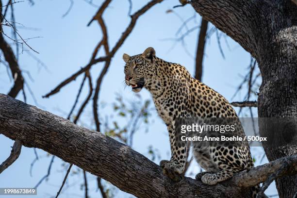 low angle view of leopard relaxing on tree - afrika afrika stock pictures, royalty-free photos & images