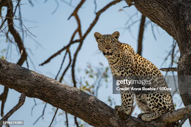 low angle view of leopard relaxing on tree - afrika afrika stock pictures, royalty-free photos & images