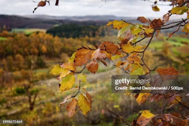 close-up of yellow maple leaves on tree against sky - bernd dembkowski 個照片及圖片檔