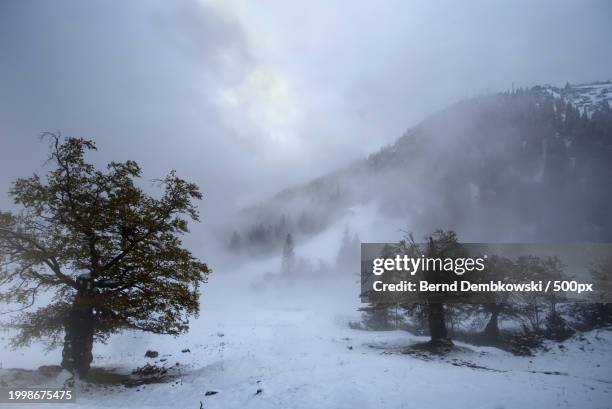 trees on snow covered land against sky - bernd dembkowski stock pictures, royalty-free photos & images