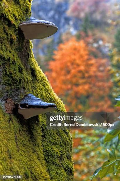 close-up of moss growing on tree trunk - bernd dembkowski stock-fotos und bilder