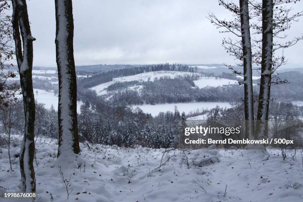 trees on snow covered land against sky - bernd dembkowski stock pictures, royalty-free photos & images