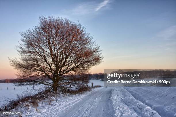 trees on snow covered field against sky during sunset - bernd dembkowski stock pictures, royalty-free photos & images