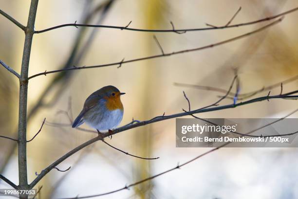 close-up of robin perching on branch - bernd dembkowski stock-fotos und bilder