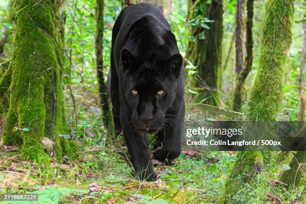 portrait of black dog standing in forest - panther schwarz stock-fotos und bilder