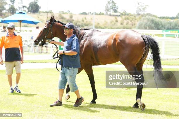 Lucky Compass after winning the Organs Coaches Maiden Plate at Kyneton Racecourse on February 13, 2024 in Kyneton, Australia.