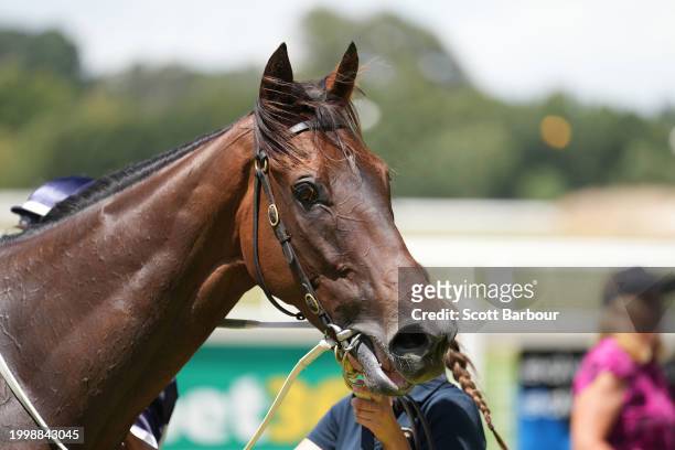 Noyers after winning the bet365 Protest Promise Maiden Plate at Kyneton Racecourse on February 13, 2024 in Kyneton, Australia.