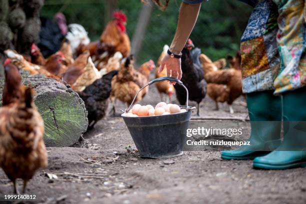 farmer collecting fresh eggs in chicken coop - poultry feed stock pictures, royalty-free photos & images