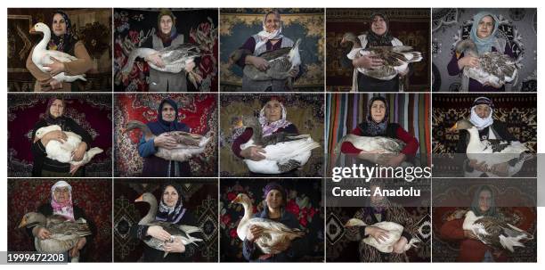 Composite image assembled of photos showing women breeders hold geese in Kars, Turkiye on January 23, 2024. Goose breeding, which constitutes an...