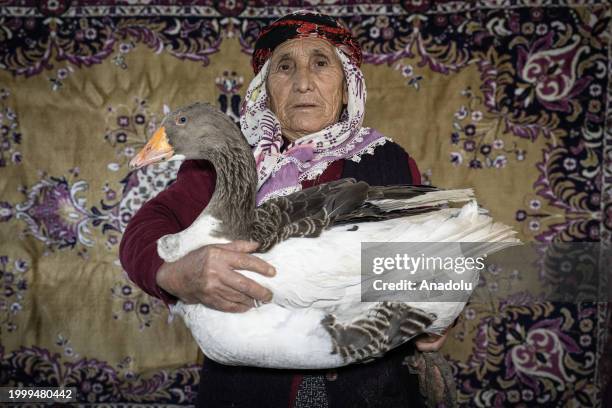 Years old Turkan Kaya, living in Kucukcatma village of Kars, a goose breeder for 65 yearsposes for a photo with a goose in Kars, Turkiye on January...