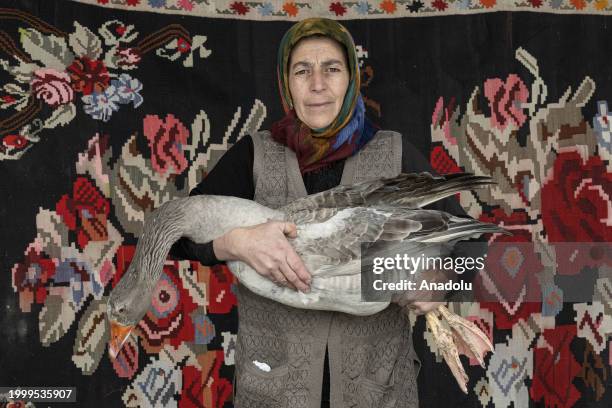 Years old Haasi Coskunaras, living in Dikme village of Kars, a goose breeder for 32 yearsposes for a photo with a goose in Kars, Turkiye on JANUARY...