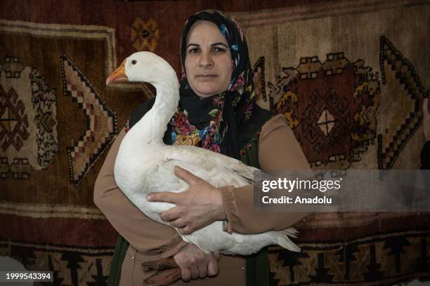 Years old Fatma Avcioglu, living in Altingedik village of Kars, a goose breeder for 30 yearsposes for a photo with a goose in Kars, Turkiye on...